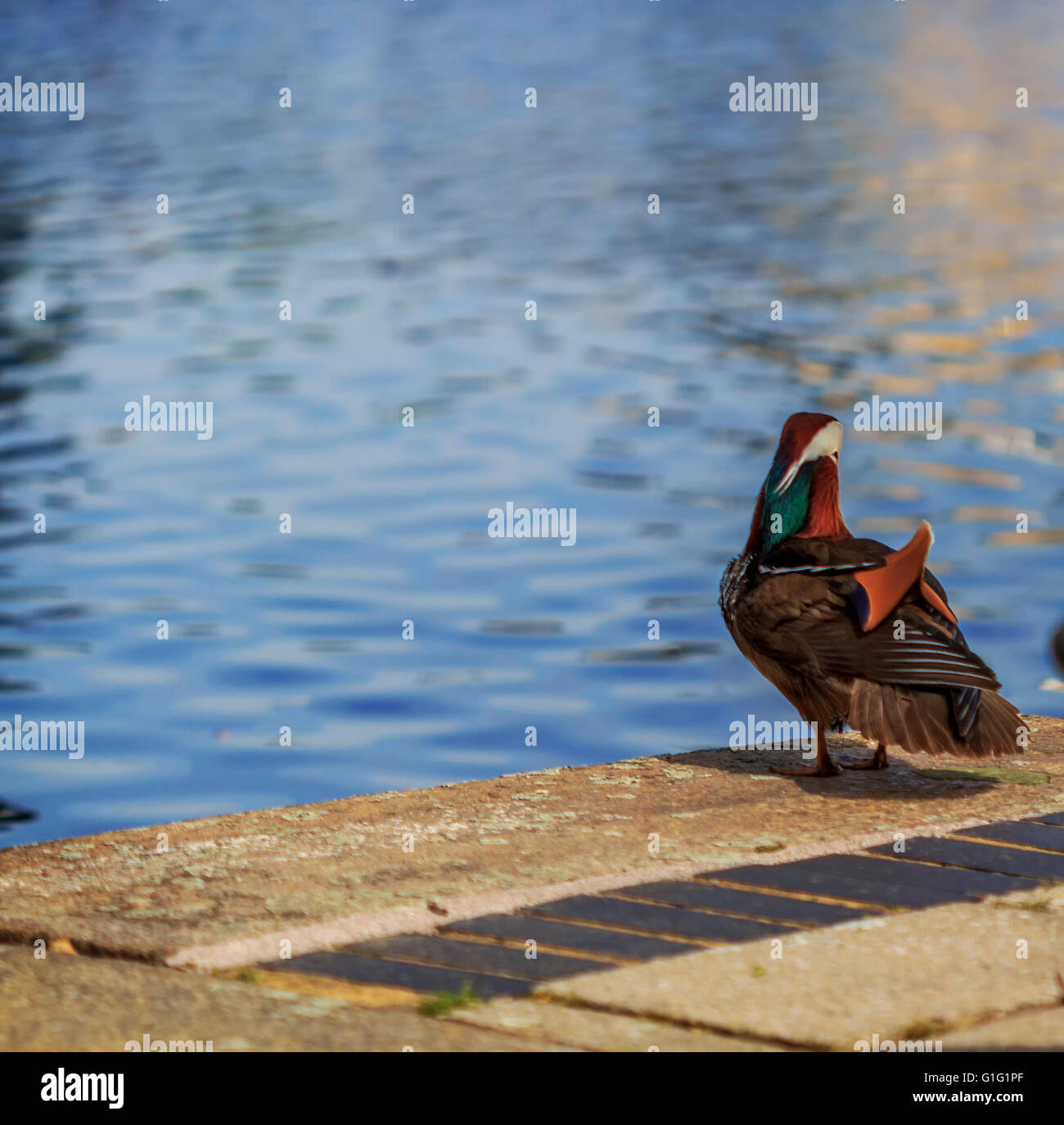Mandarinente (Aix Galericulata) Drake, erholend am Kanal bei Brentford Lock London UK. Stockfoto