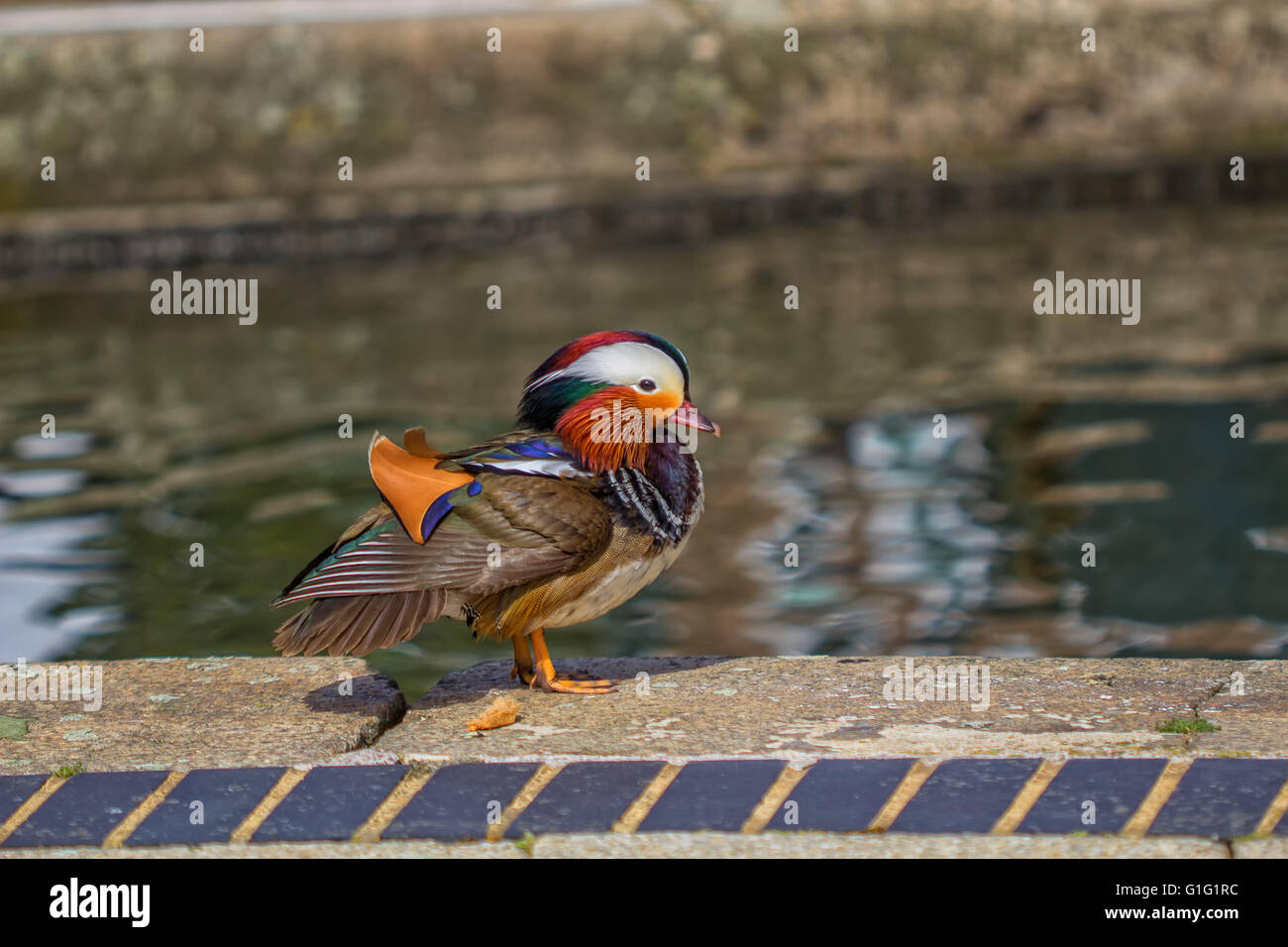 Mandarinente (Aix Galericulata) Drake, erholend am Kanal bei Brentford Lock London UK. Stockfoto