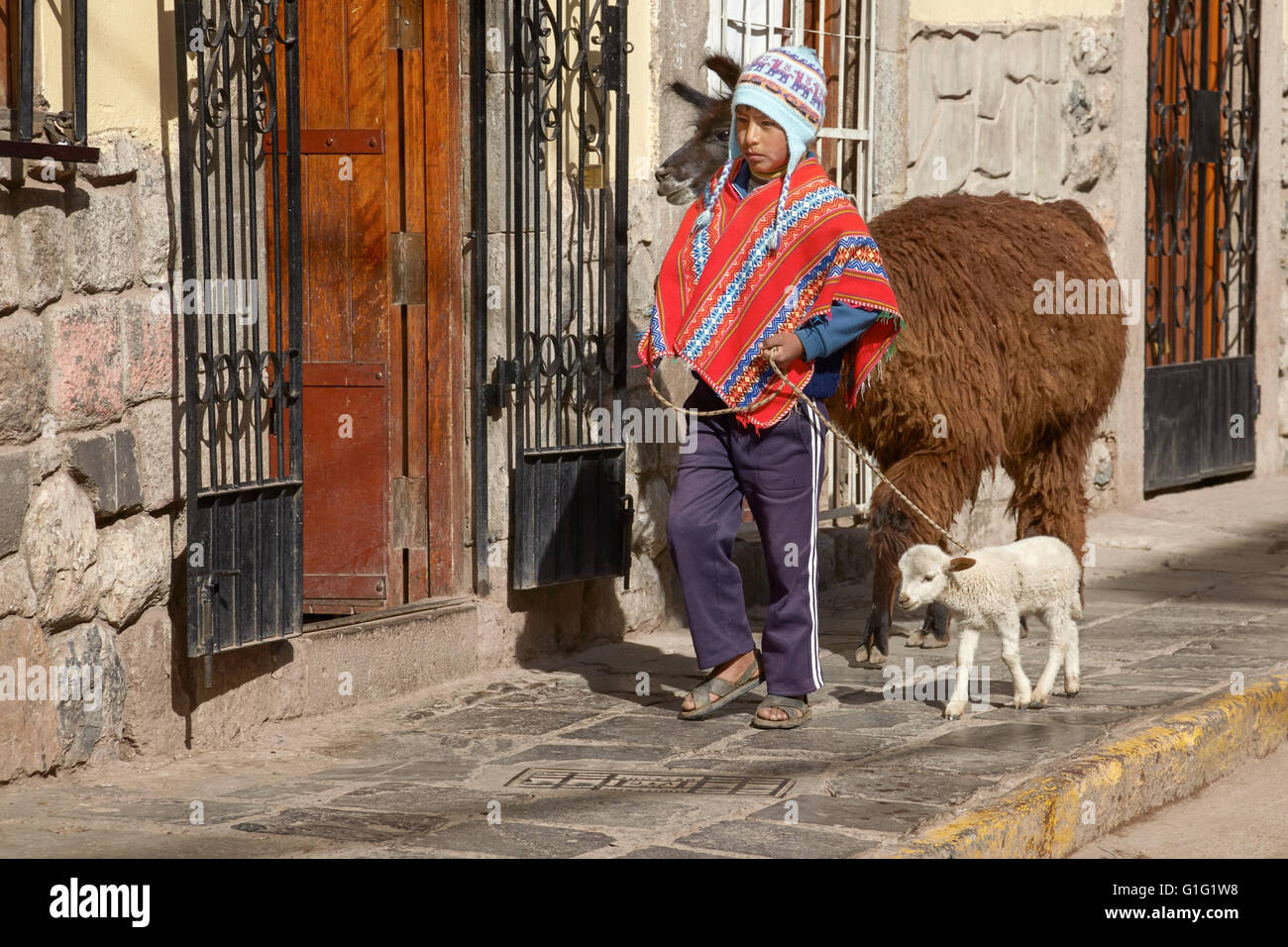 Peruanische Junge Wandern mit Lamas-Familie auf der Straße von Cuzco Peru Stockfoto