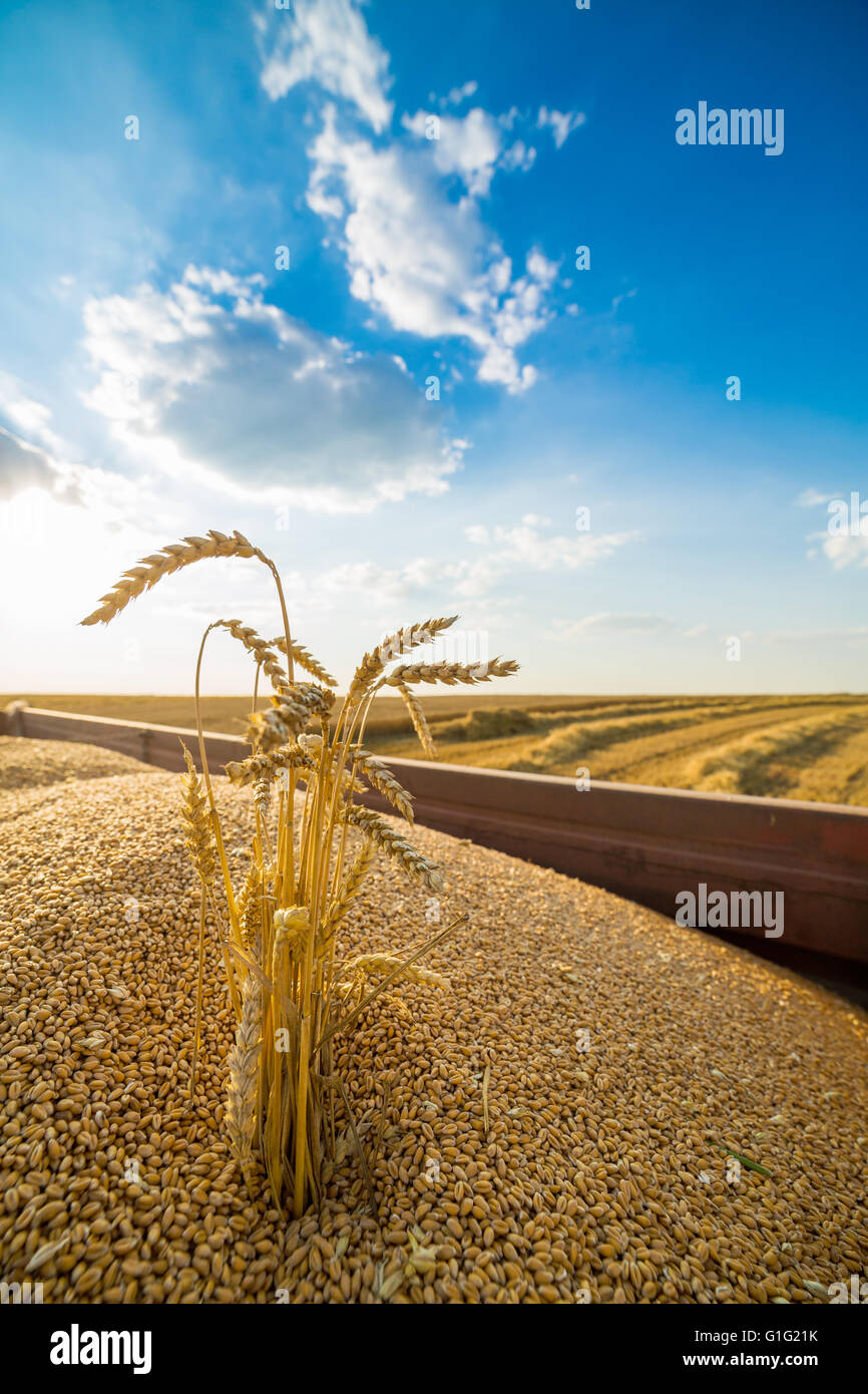 Geernteten Weizenkörner in Traktoranhänger Stockfoto