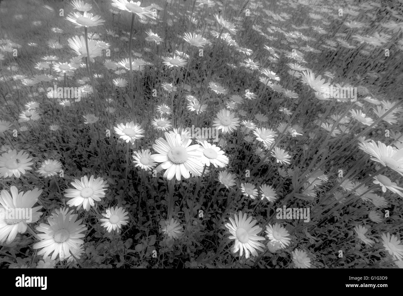 Gänseblümchen Stockfoto