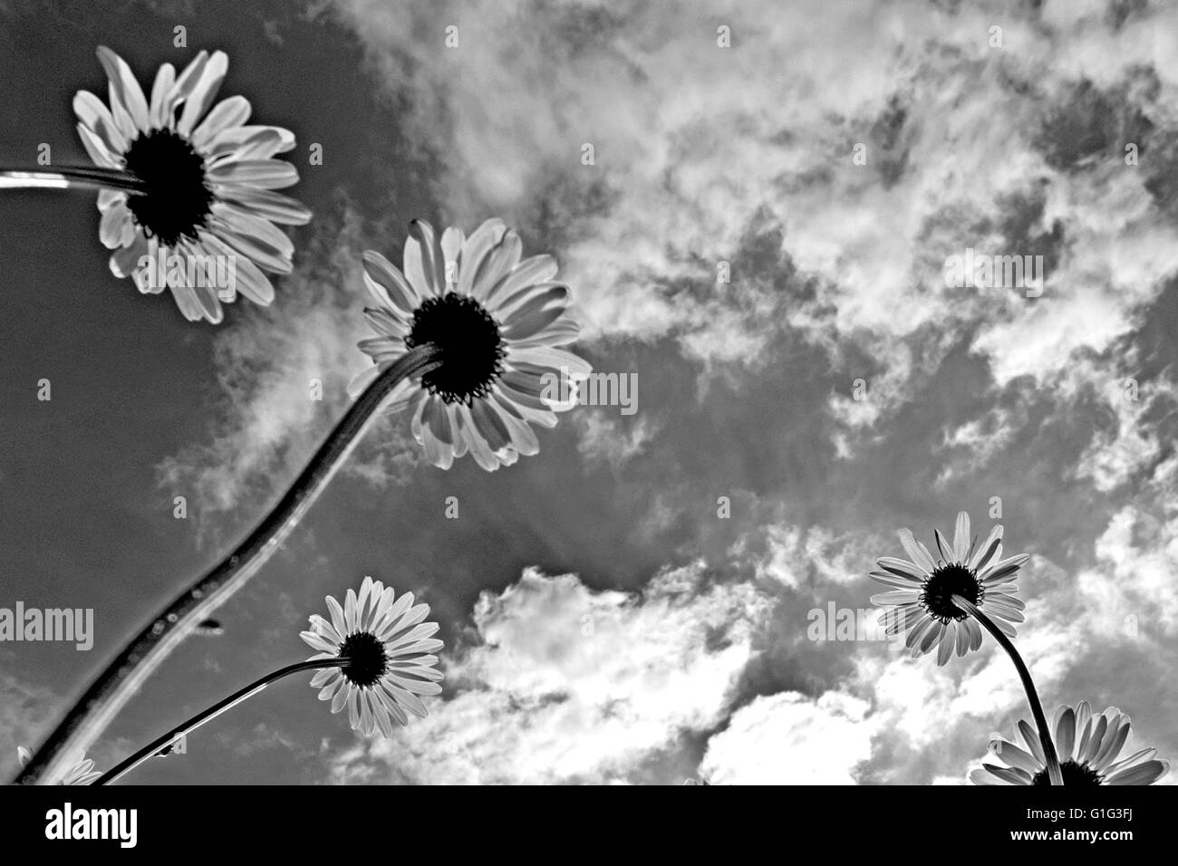 Gänseblümchen Stockfoto