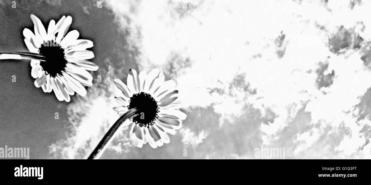 Gänseblümchen Stockfoto