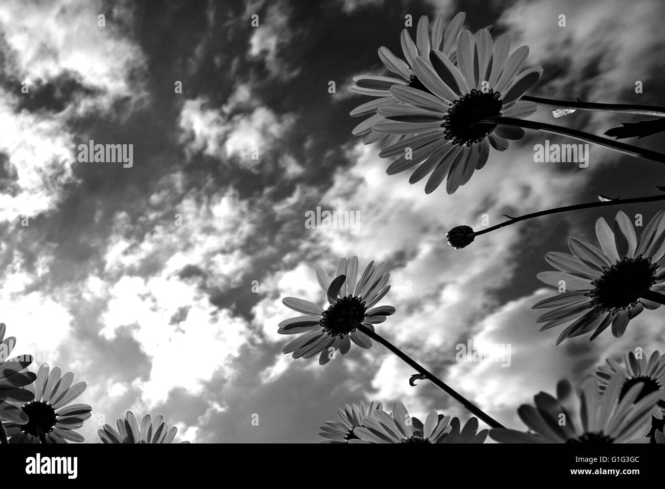 Gänseblümchen Stockfoto