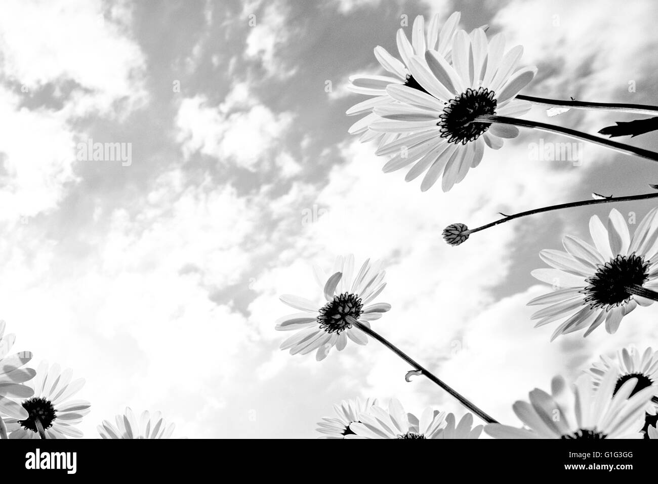 Gänseblümchen Stockfoto