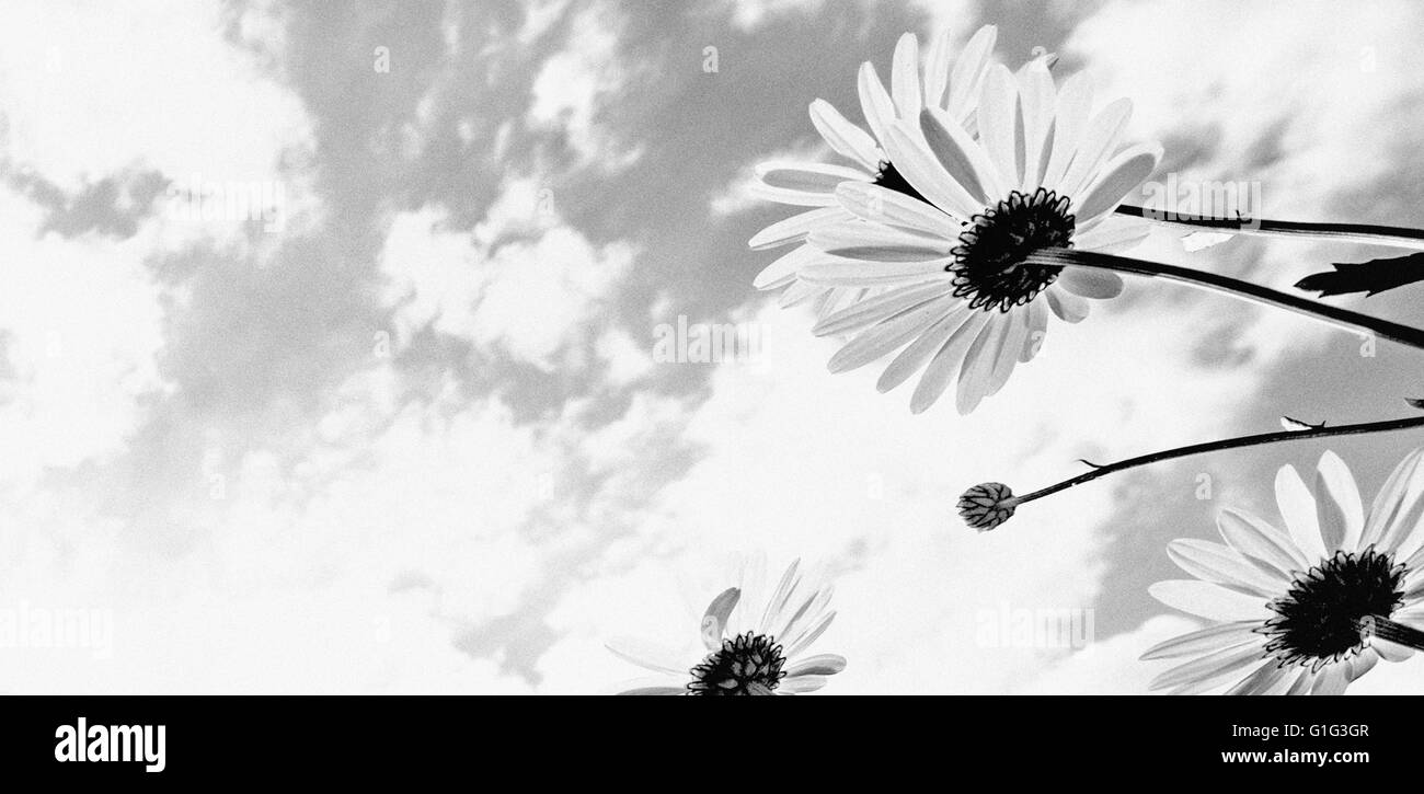 Gänseblümchen Stockfoto