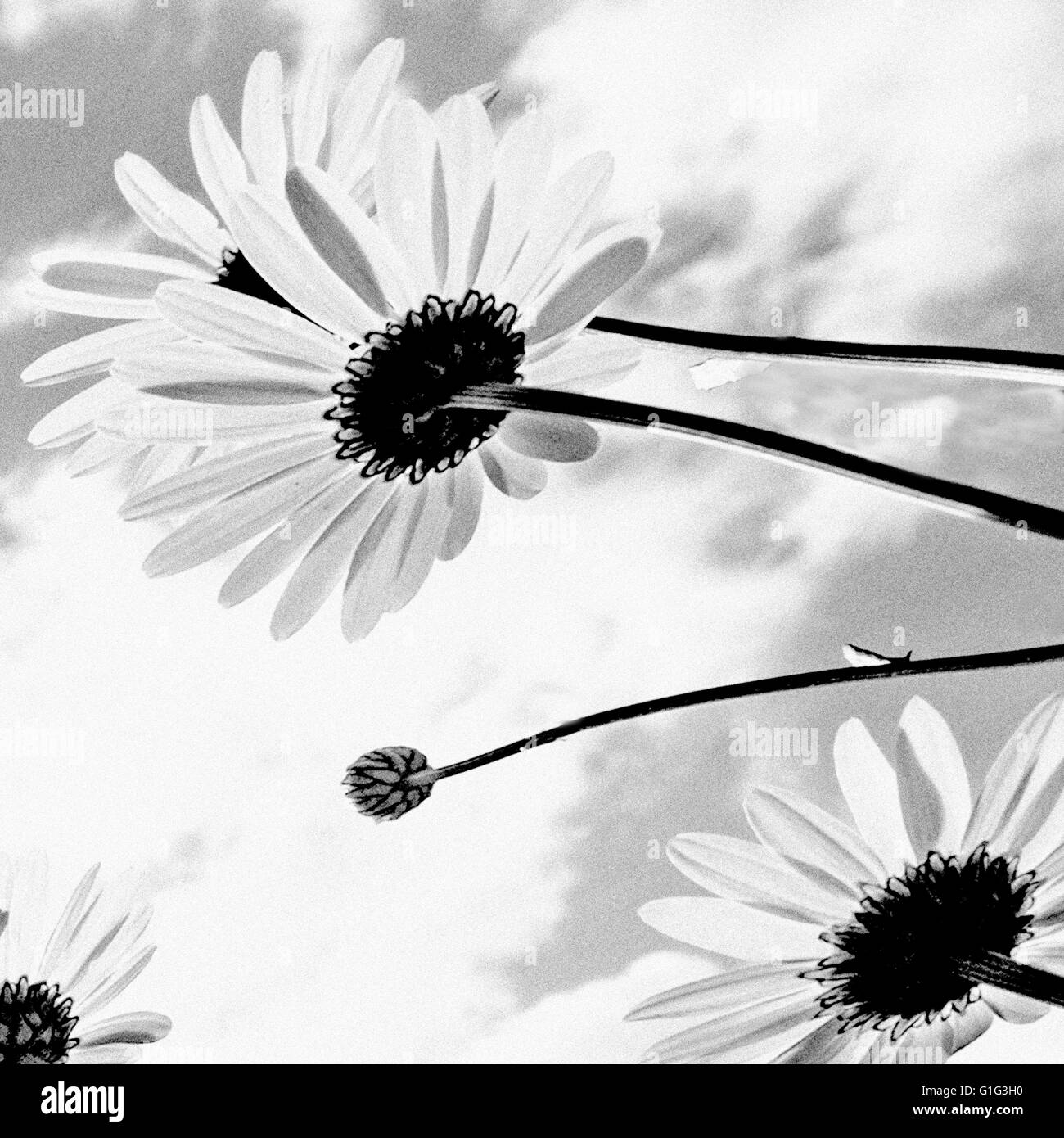 Gänseblümchen Stockfoto
