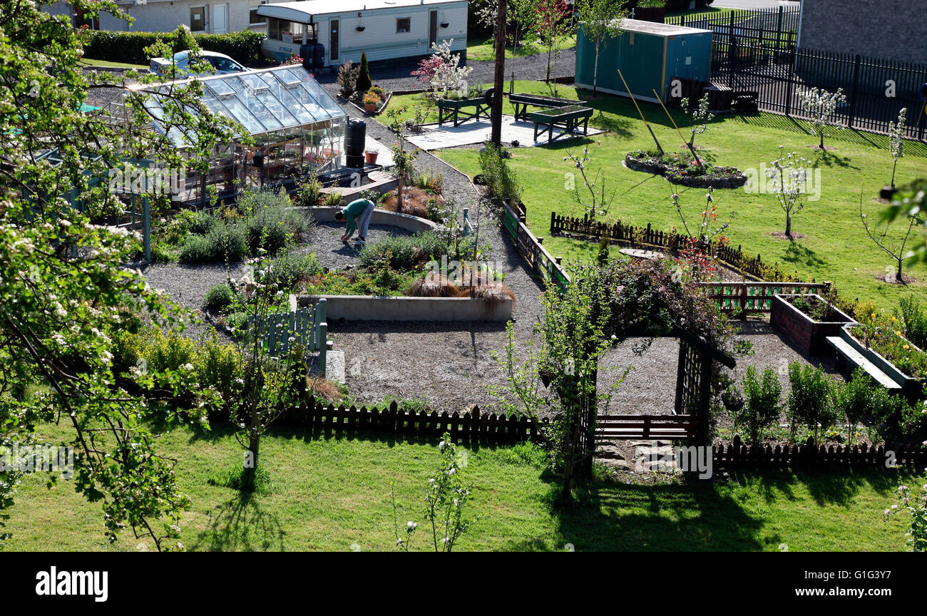 Carrickmacross Gemeinschaft Kleingärten Stockfoto