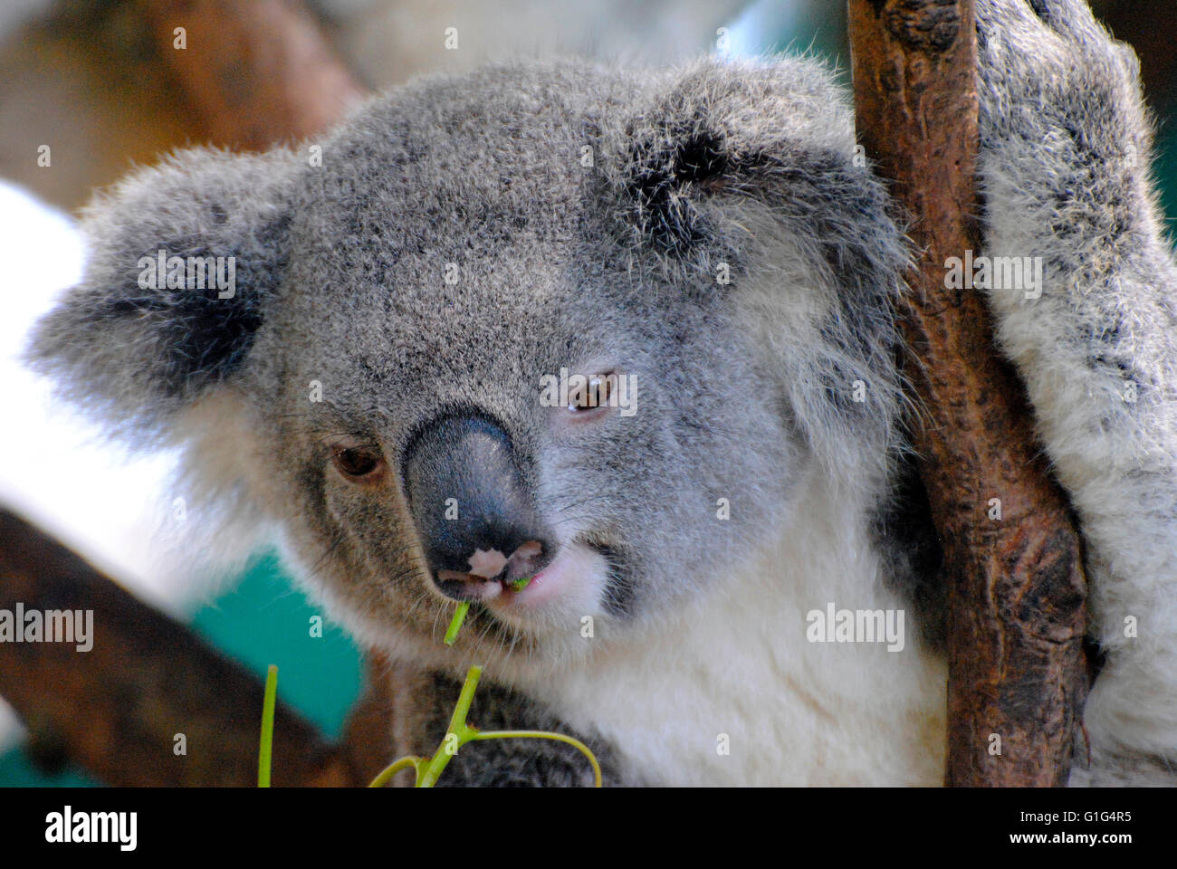 Koala Essen Eukalyptus-Blätter Stockfoto