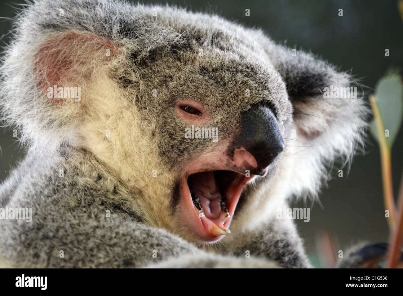 Gähnende koala Stockfoto