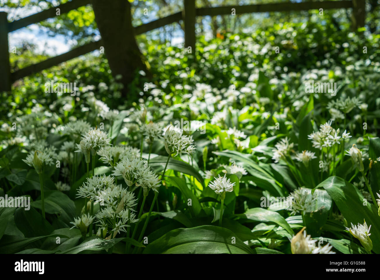 Ein Spaziergang rund um den Fluss Kent in der Nähe von Kendal auf einem herrlichen, sonnigen Frühling Nachmittag. Stockfoto