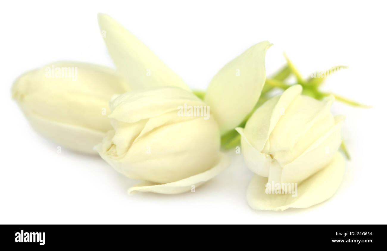 Jasmin Blüten auf weißem Hintergrund Stockfoto