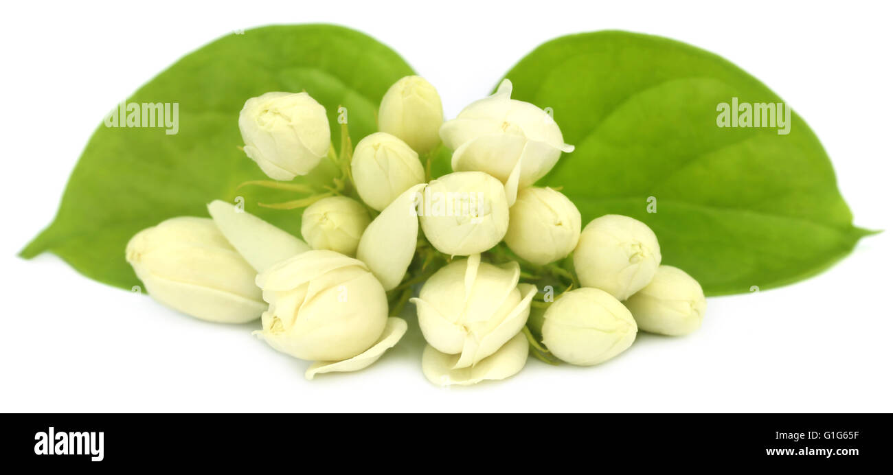 Jasmin Blüten auf weißem Hintergrund Stockfoto