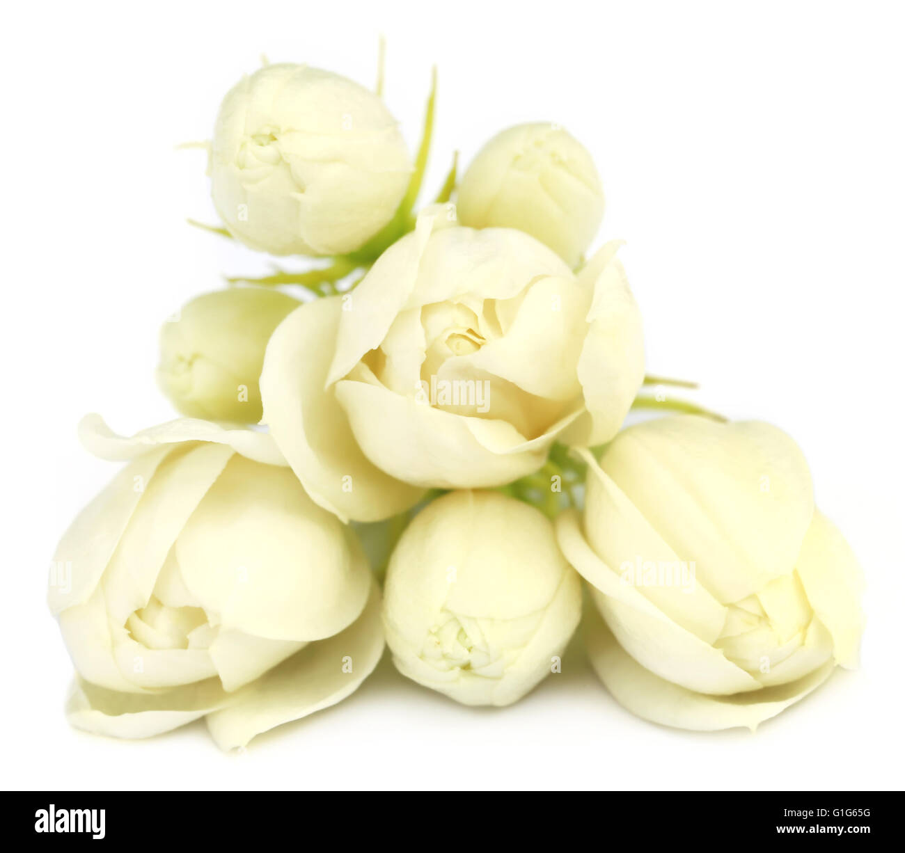 Jasmin Blüten auf weißem Hintergrund Stockfoto