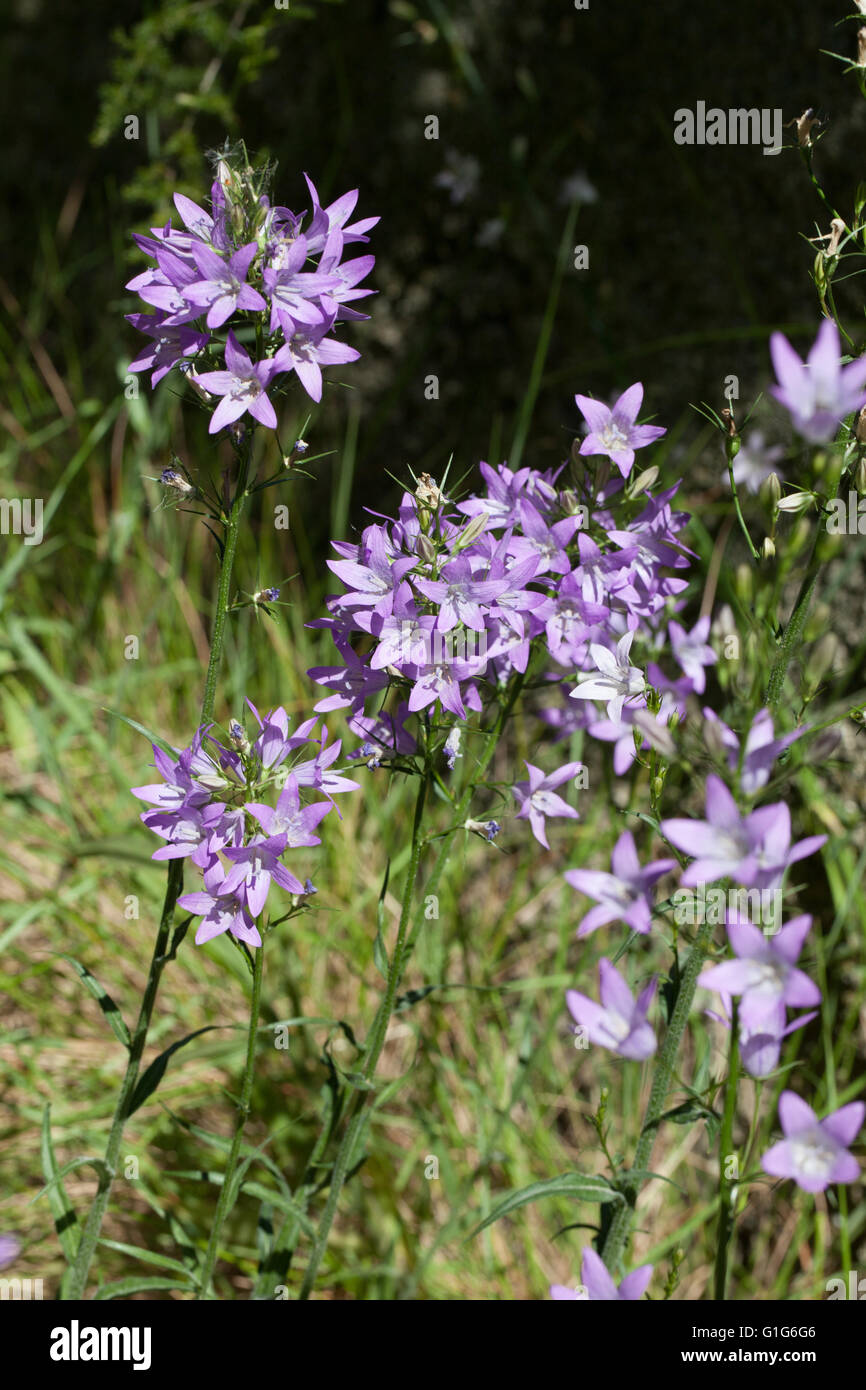 Campanula rapunculus Stockfoto