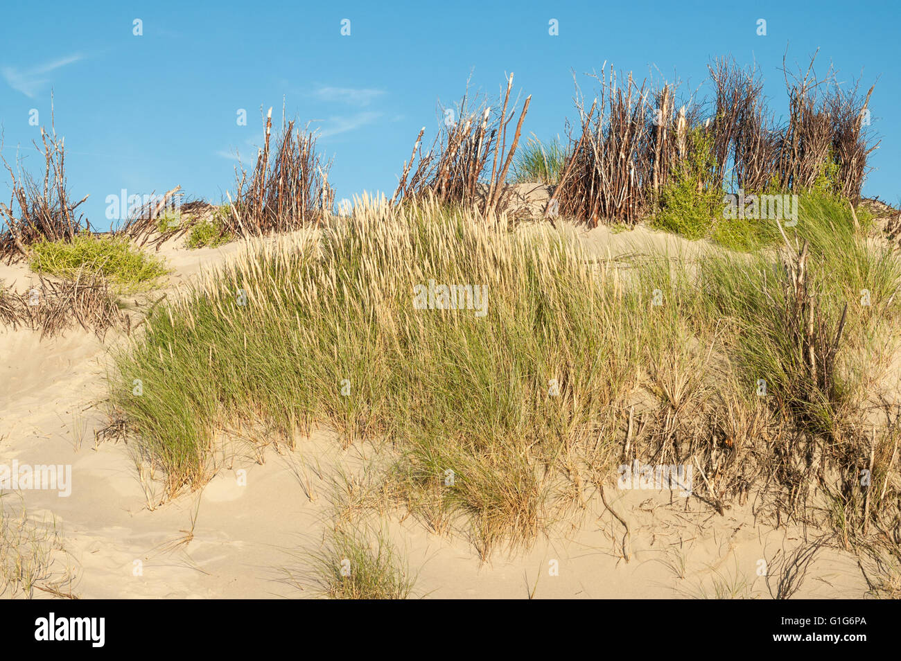 Detail der Dünen mit Dünengebieten Gras- und Willow Zweige Zäune auf der Insel Spiekeroog, Niedersachsen, Deutschland Stockfoto