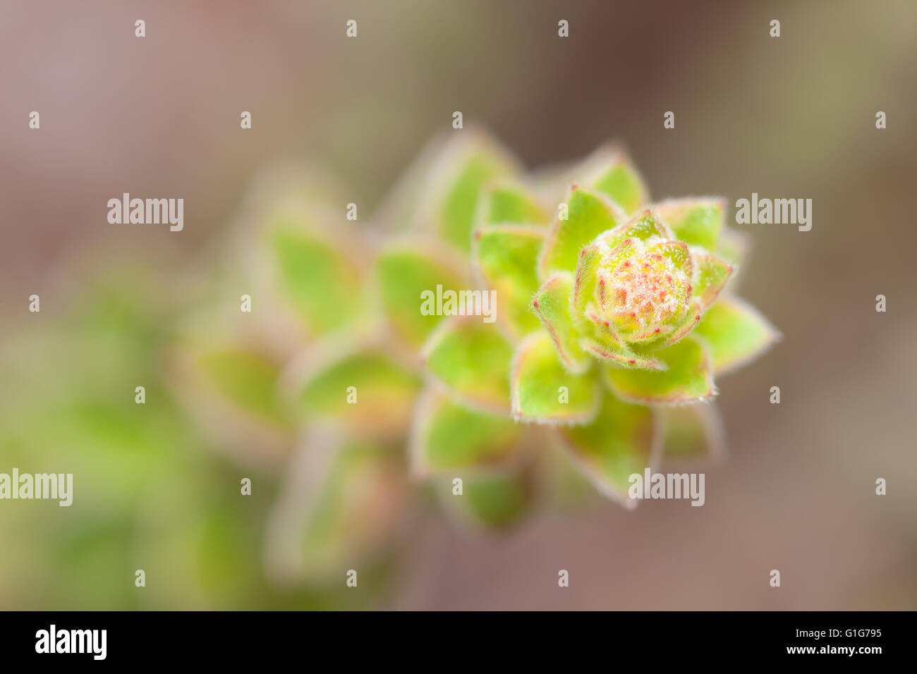 Eine selektiv fokussierte Nahaufnahme einer Pflanze nickt Pinweed (Lechea Cernua). Stockfoto