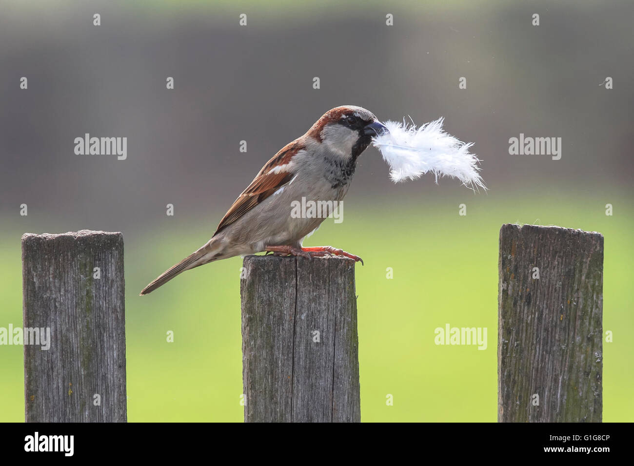 Vogel Spatz sitzt auf einem alten hölzernen Zaun mit einer Feder im Schnabel, um ein Nest zu bauen Stockfoto