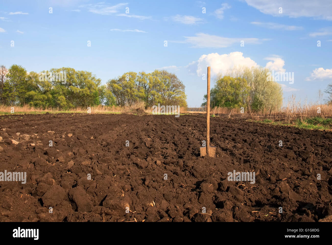 alte Eisen-Schaufel ist auf dem Feld, im Garten ausgegraben Stockfoto