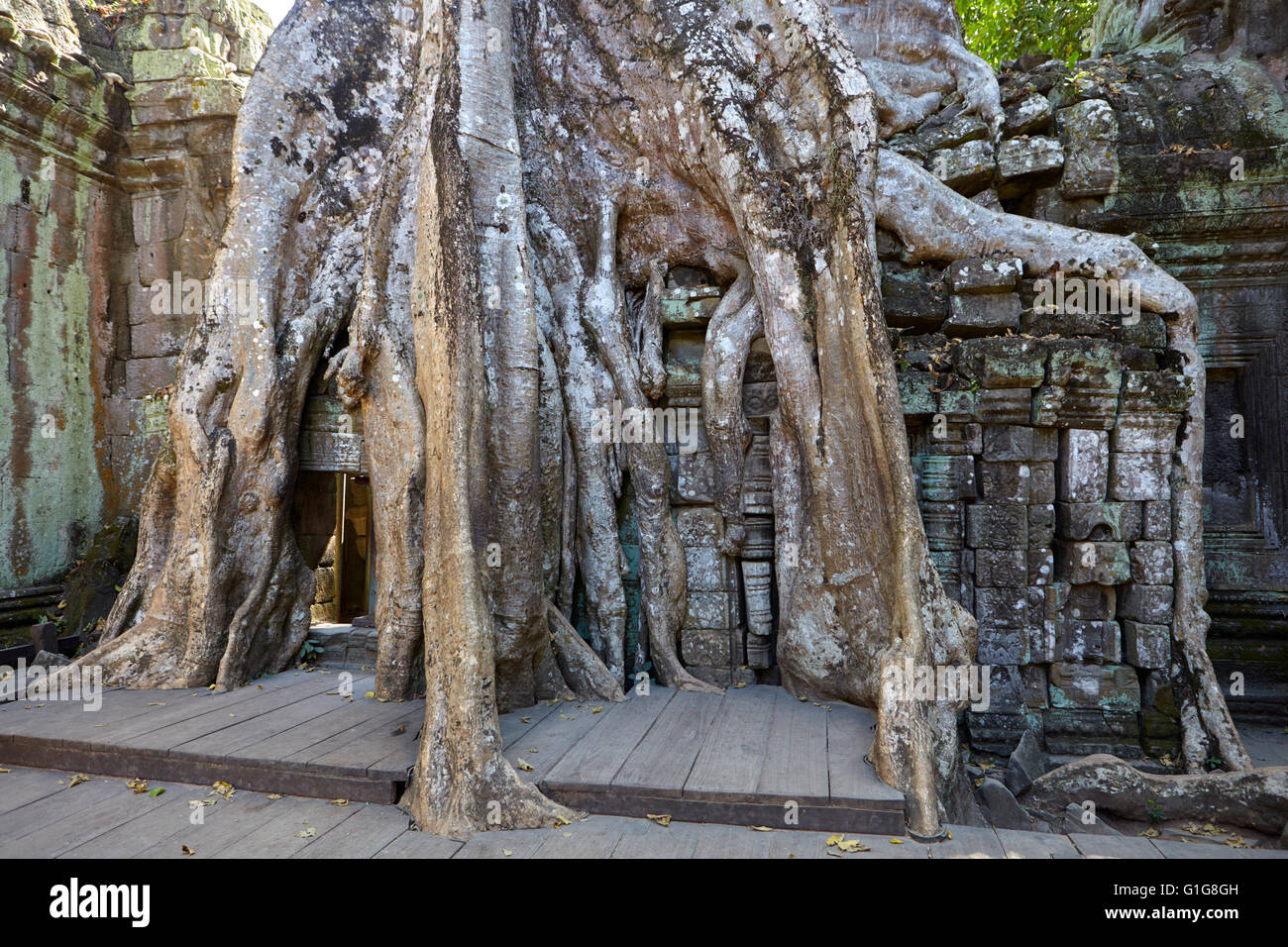 Markante Bäume in Ta Prohm Tempel, Angkor, Siem Reap, Kambodscha Stockfoto