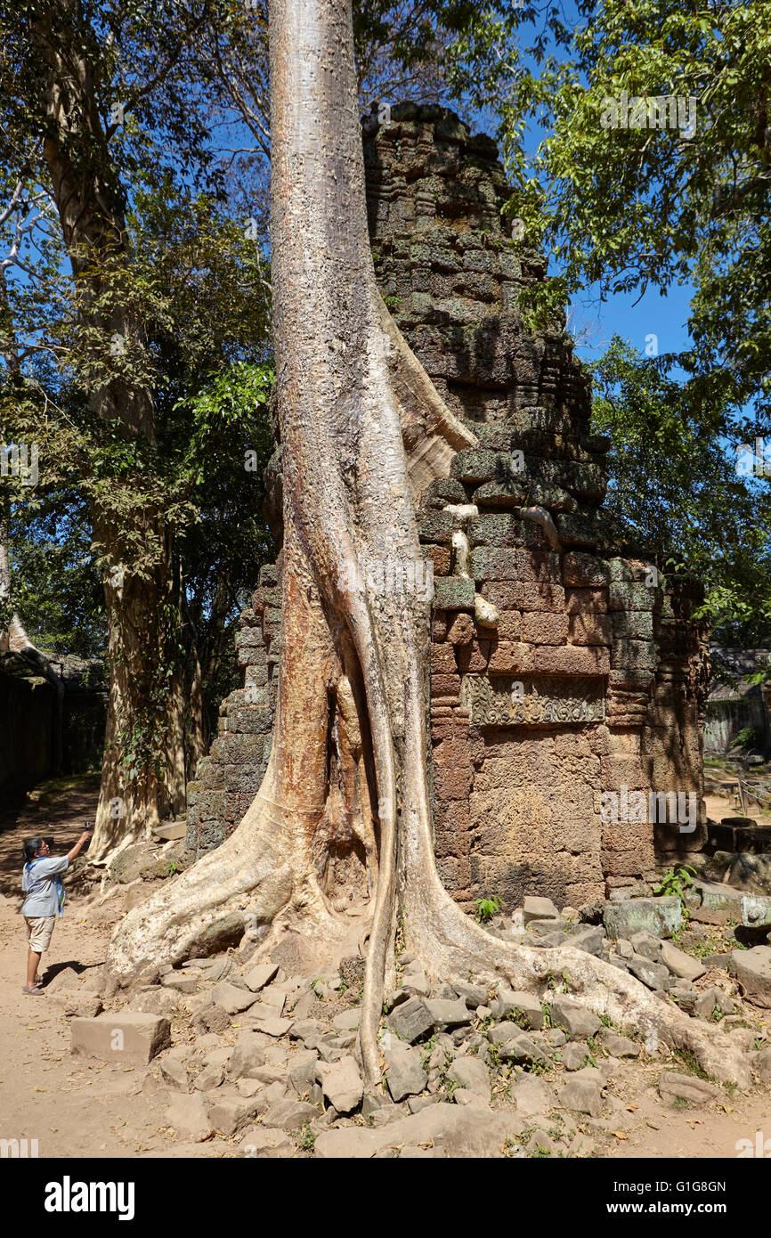Markante Bäume in Ta Prohm Tempel, Angkor, Siem Reap, Kambodscha Stockfoto