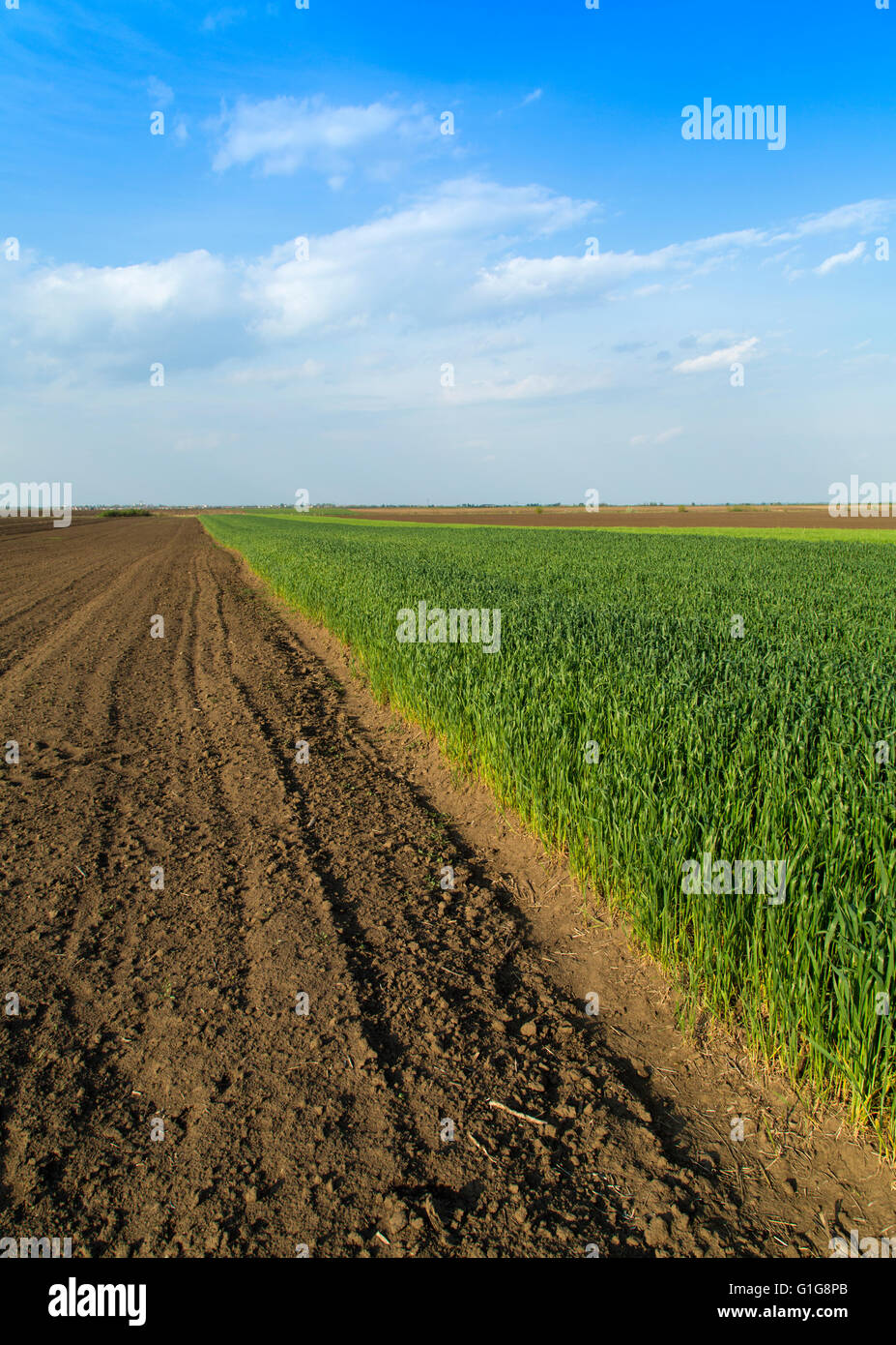 Bereich der reifen Weizen neben Ackerland Stockfoto