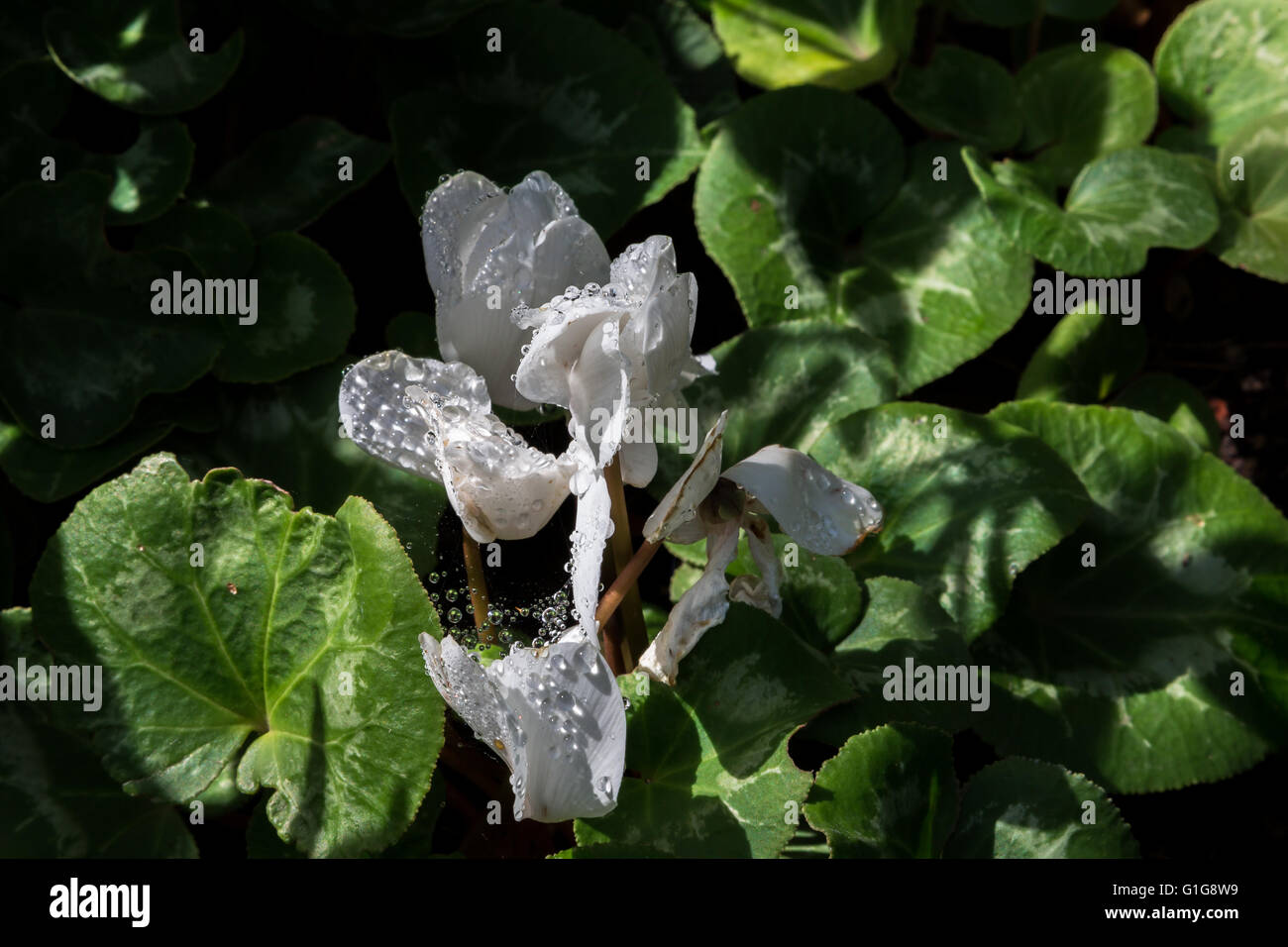 Morgentau auf Blumen- und web Stockfoto