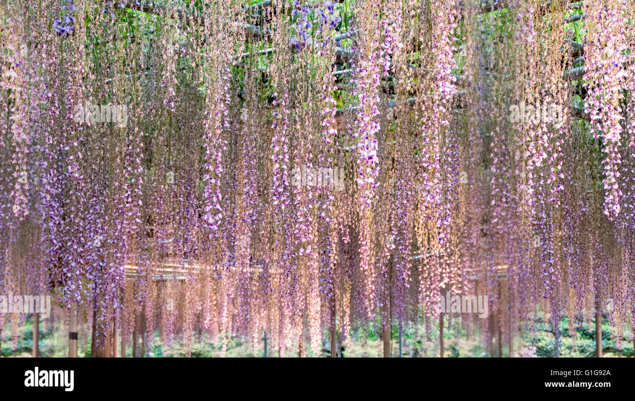 Die schönen Blumen Herbststaffel, Glyzinien Spalier im Garten Stockfoto