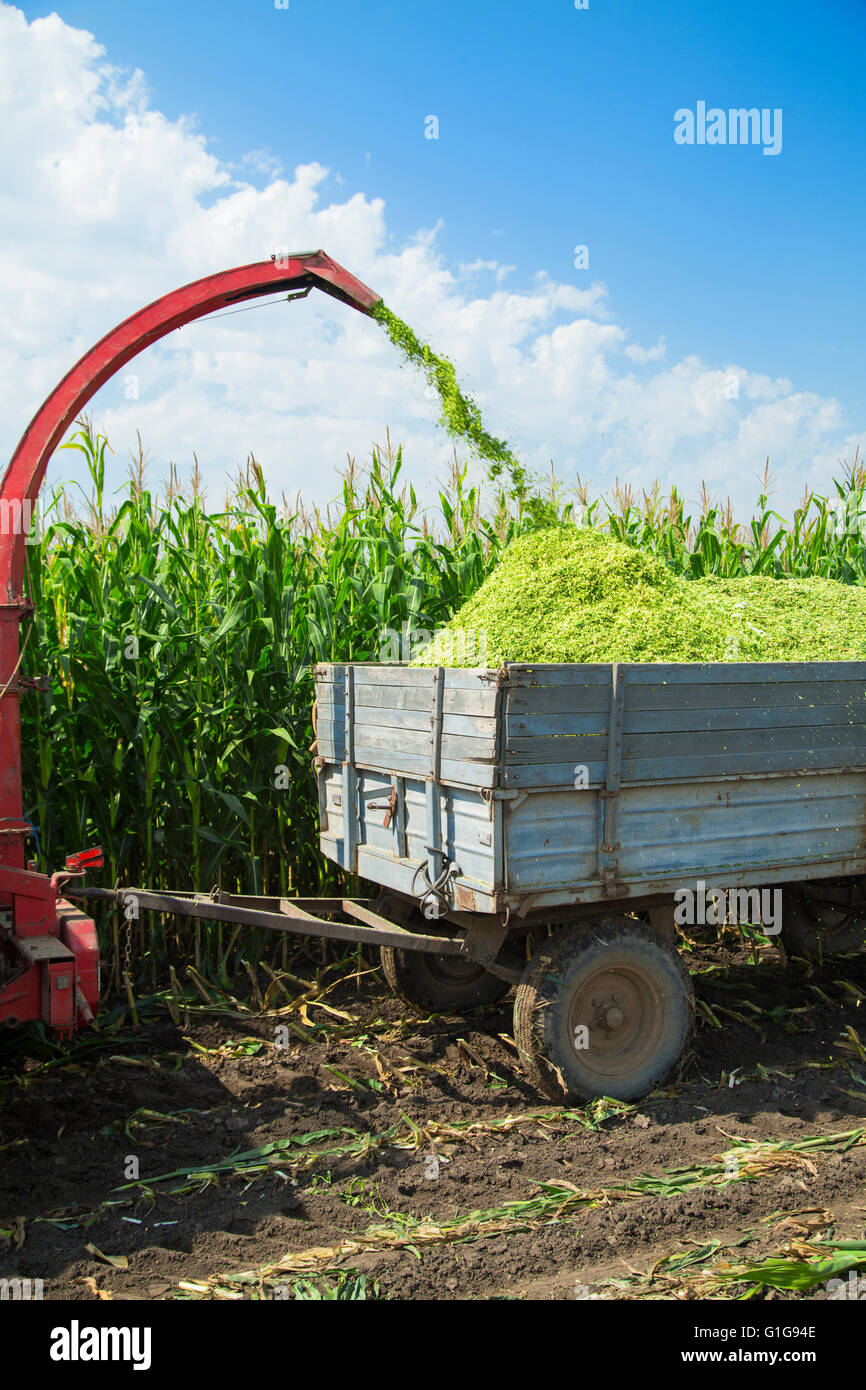 Harvester schneiden Feld, Laden von Silage in einem Traktoranhänger Stockfoto
