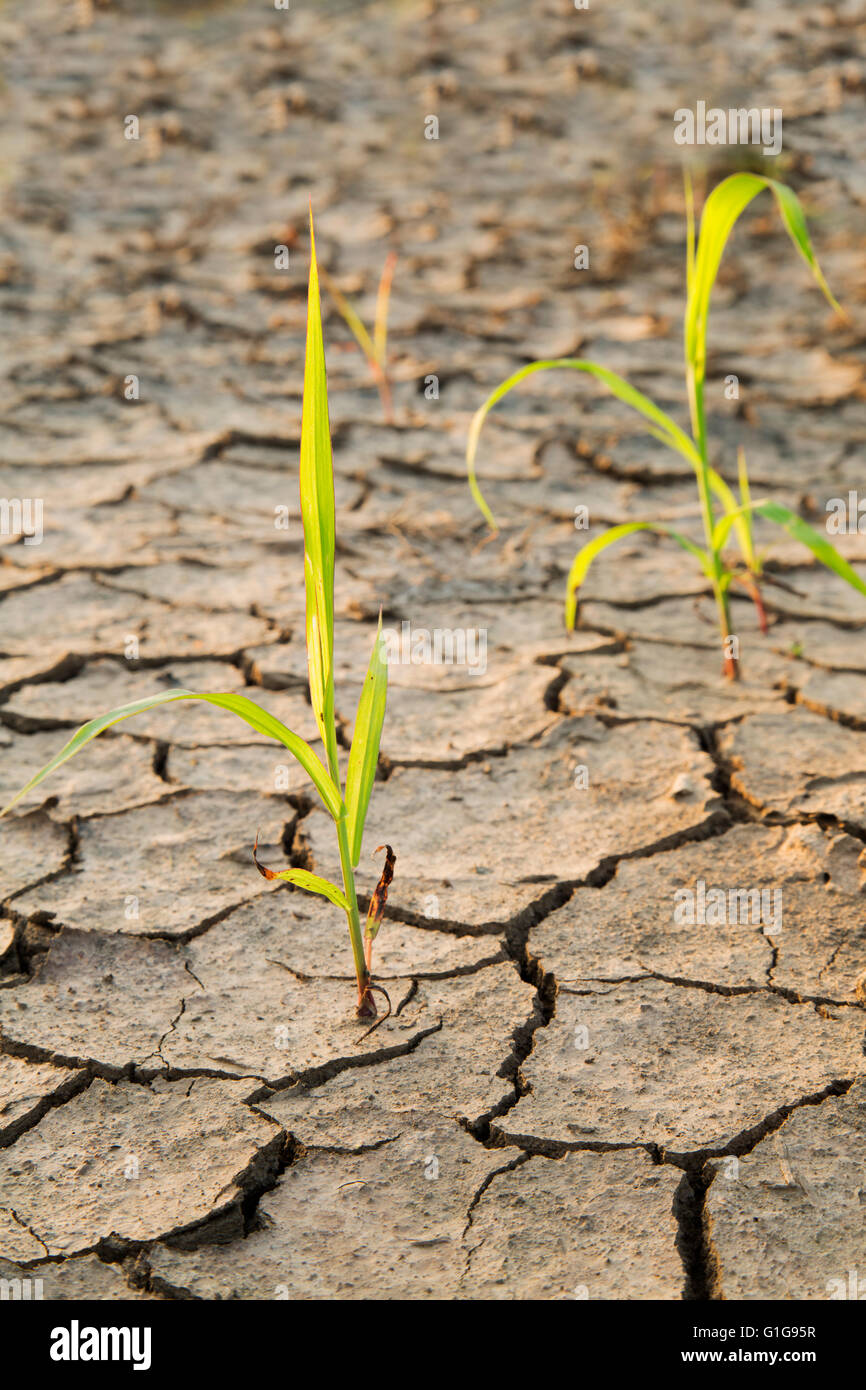Pflanze für das Leben im Land der Dürre zu kämpfen Stockfoto