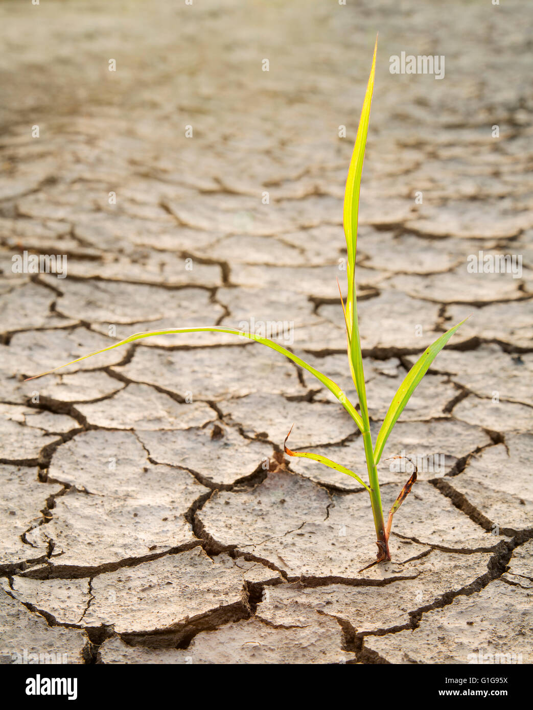 Pflanzen Sie kämpfen für das Leben auf Dürre Land Hintergrundbeleuchtung Stockfoto