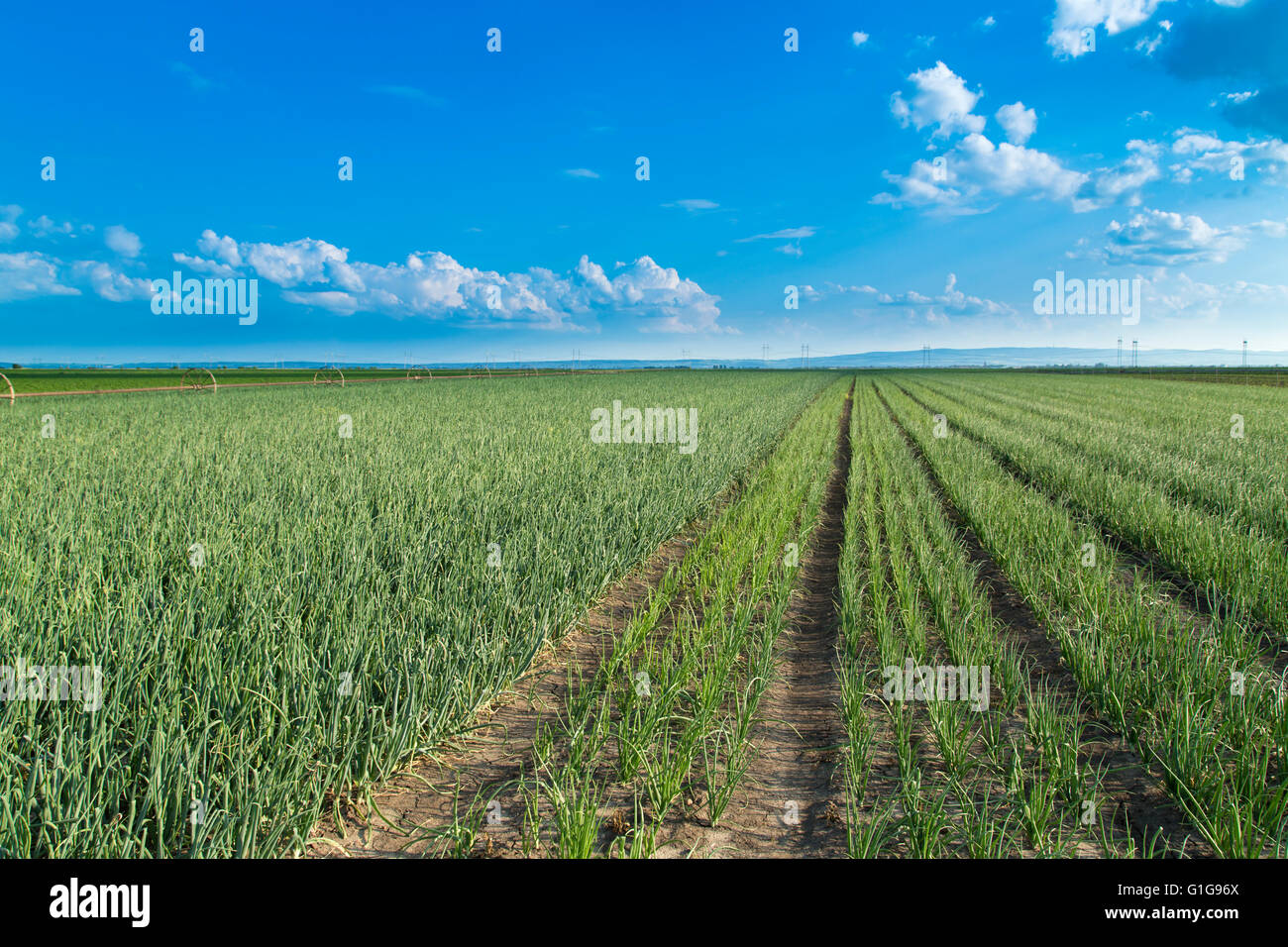 Zwiebelfeld, Reifung im Frühjahr. Agrarlandschaft Stockfoto