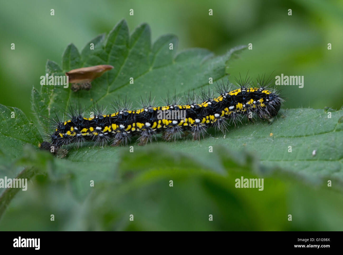 Raupe oder Larve von scharlachroten Tigermotten (Callimorpha dominula) auf Brennnessel, Großbritannien Stockfoto