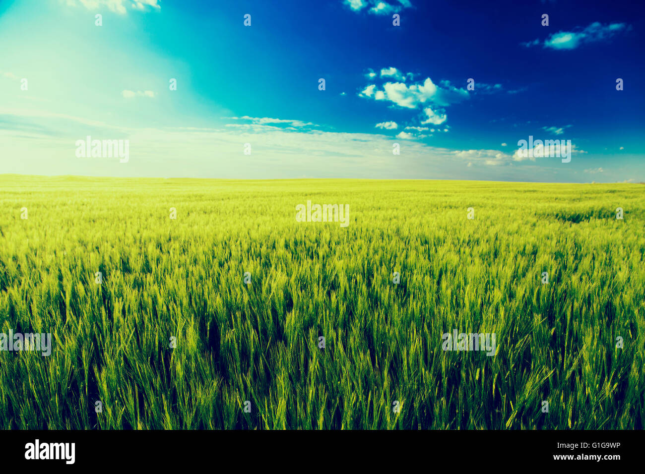 Grüner Wiese Landschaft, Sportstudio Pflanzen über blauen Himmel Stockfoto