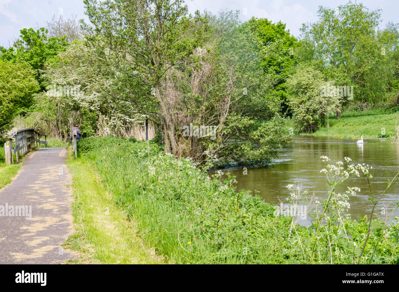 Ein öffentlicher Fußweg verläuft entlang dem Fluss Kennet in Reading, Berkshire, UK. Stockfoto