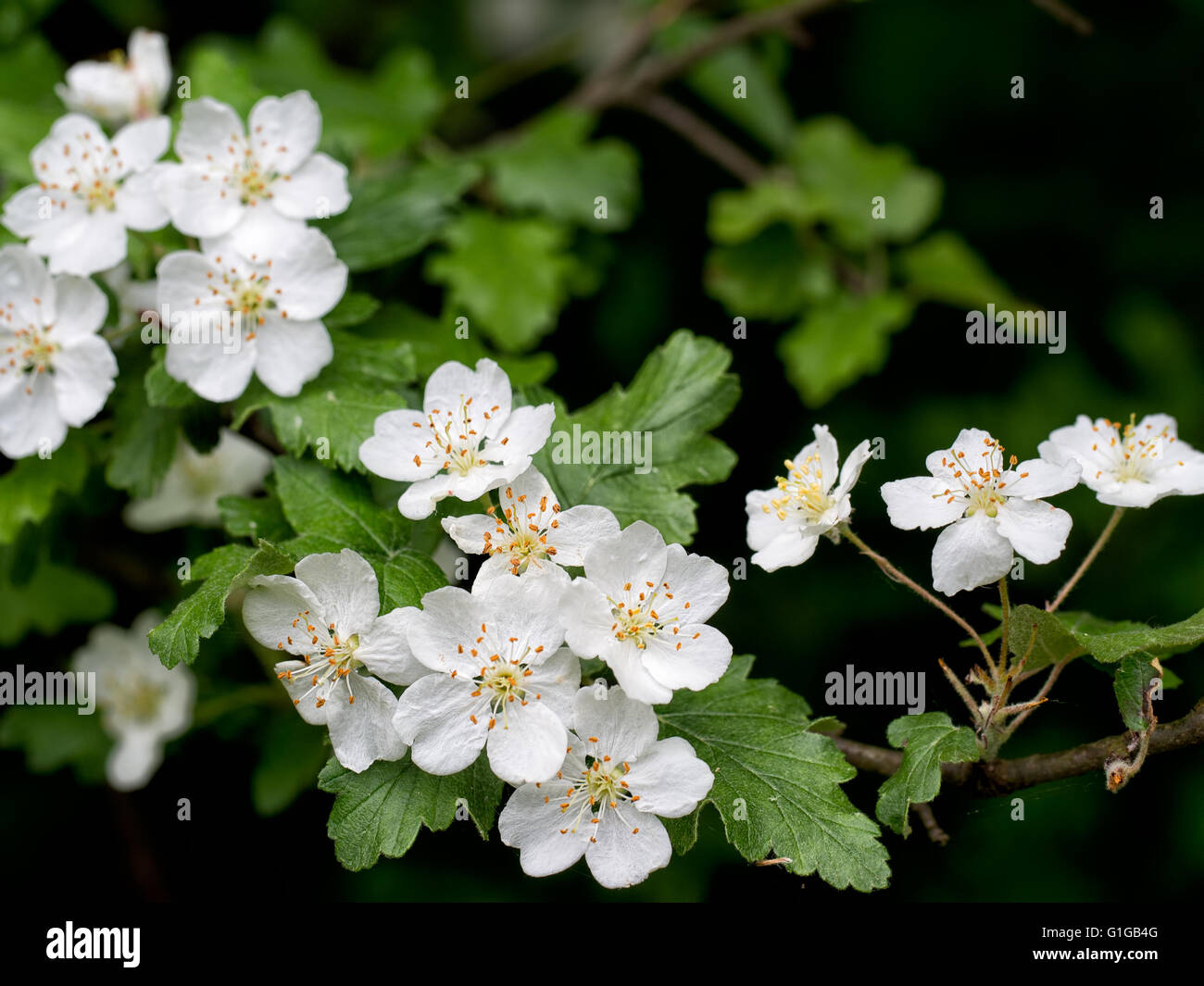 Weissdorn Blüte. Schöne weiße Blüten. Stockfoto