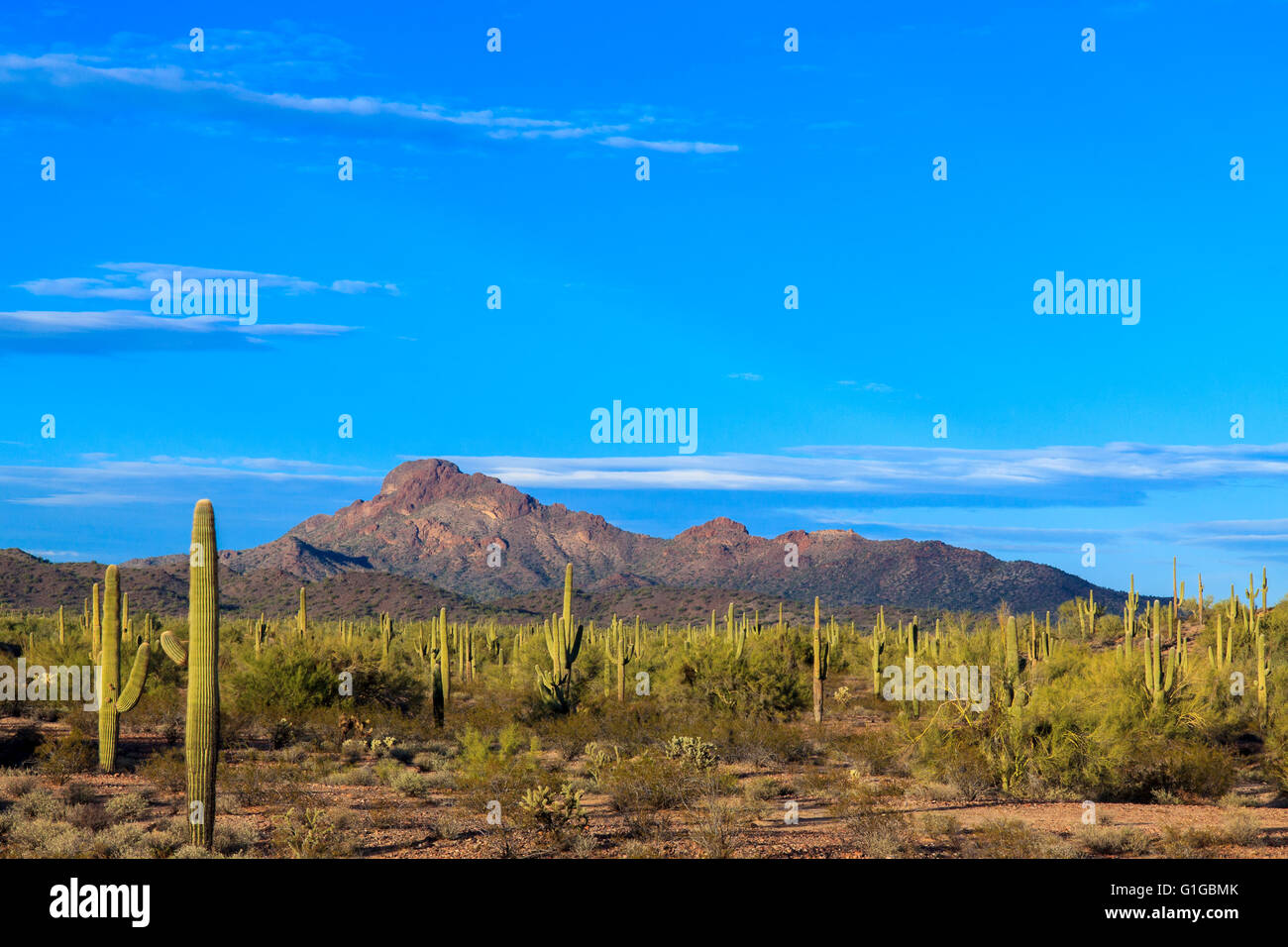 Panoramablick über Arizona Sonora desert in der Abenddämmerung. Stockfoto