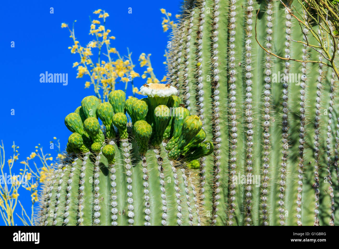 Saguaro-Kaktus in Blüte, Arizona Stockfoto