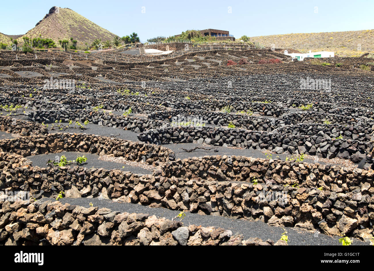 Trockenmauern und Weinreben in geschützten Gehäusen, in der Nähe von Orzola, Lanzarote, Kanarische Inseln, Spanien Stockfoto