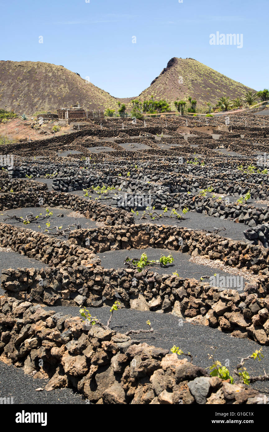 Trockene Mauern und Weinreben in geschützten Gehäusen, in der Nähe von Orzola, Lanzarote, Kanarische Inseln, Spanien - La Quemada de Orzola Stockfoto