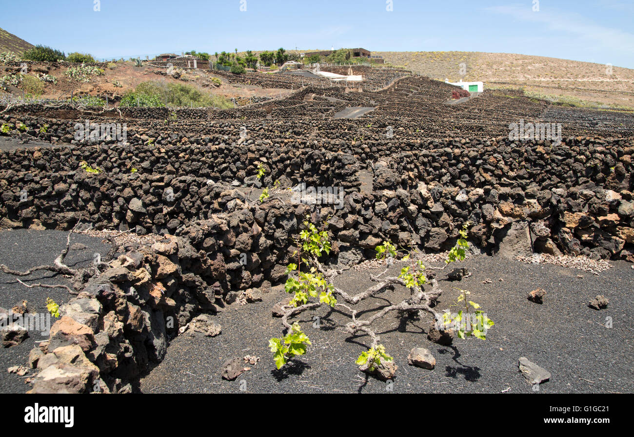 Trockenmauern und Weinreben in geschützten Gehäusen, in der Nähe von Orzola, Lanzarote, Kanarische Inseln, Spanien Stockfoto