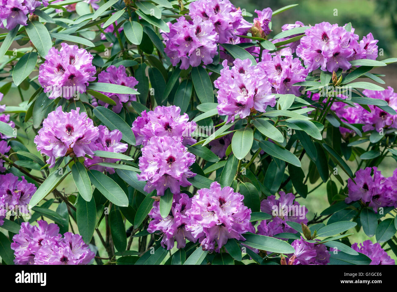 Purple Rhododendron 'Mercator' violett Blumen, Garten Stockfoto