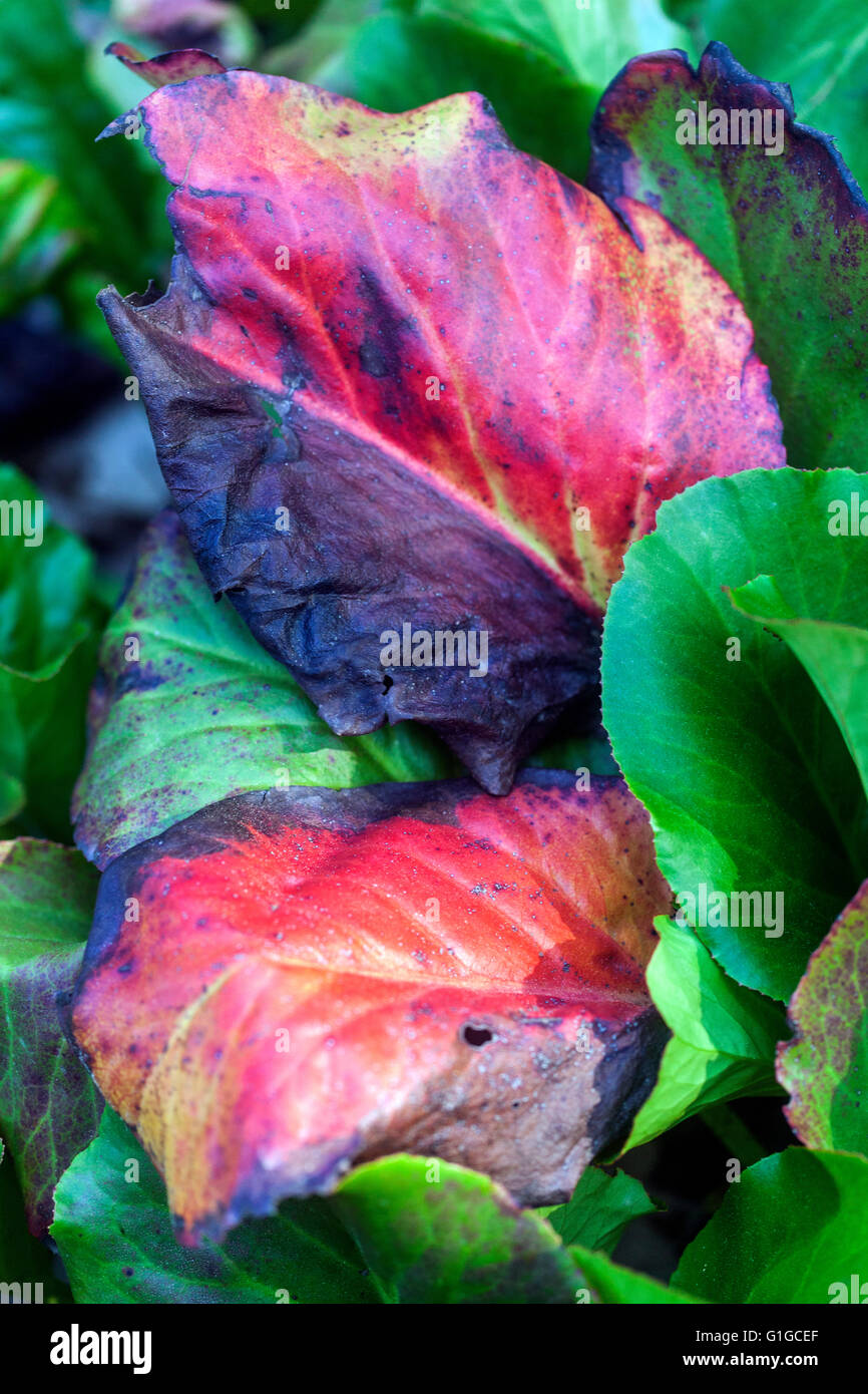 Farbige Blätter, rote Bergenia Stockfoto