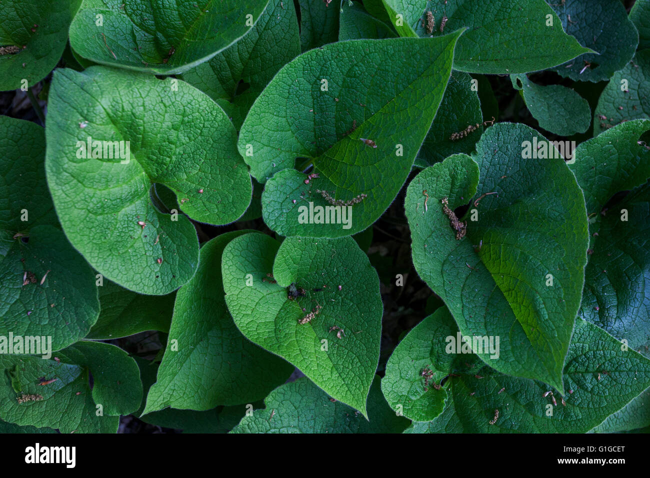 Sibirische Bugloss Brunnera Macrophylla, Blätter Stockfoto