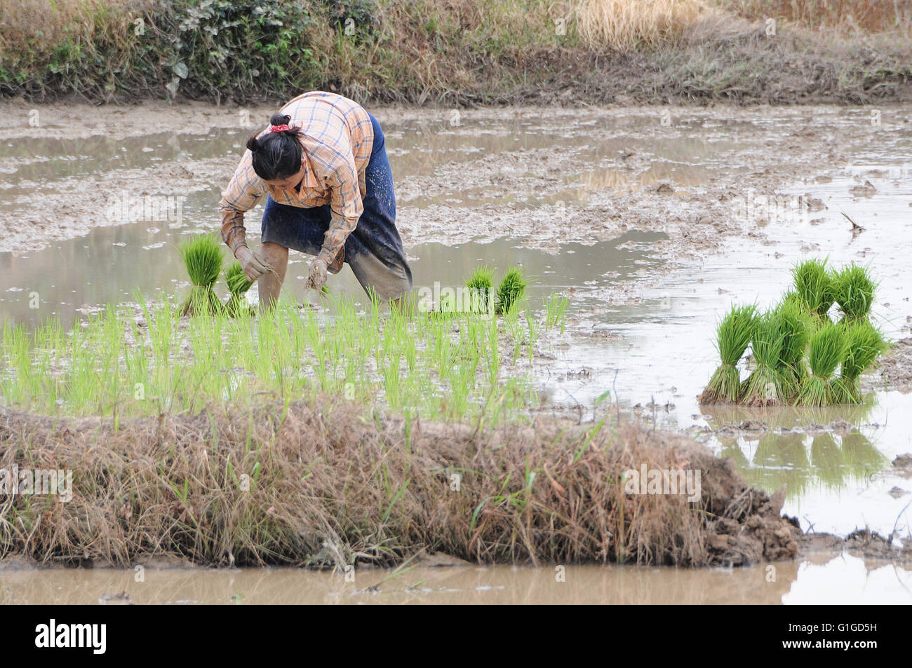 Arbeiten in den Reisfeldern Stockfoto