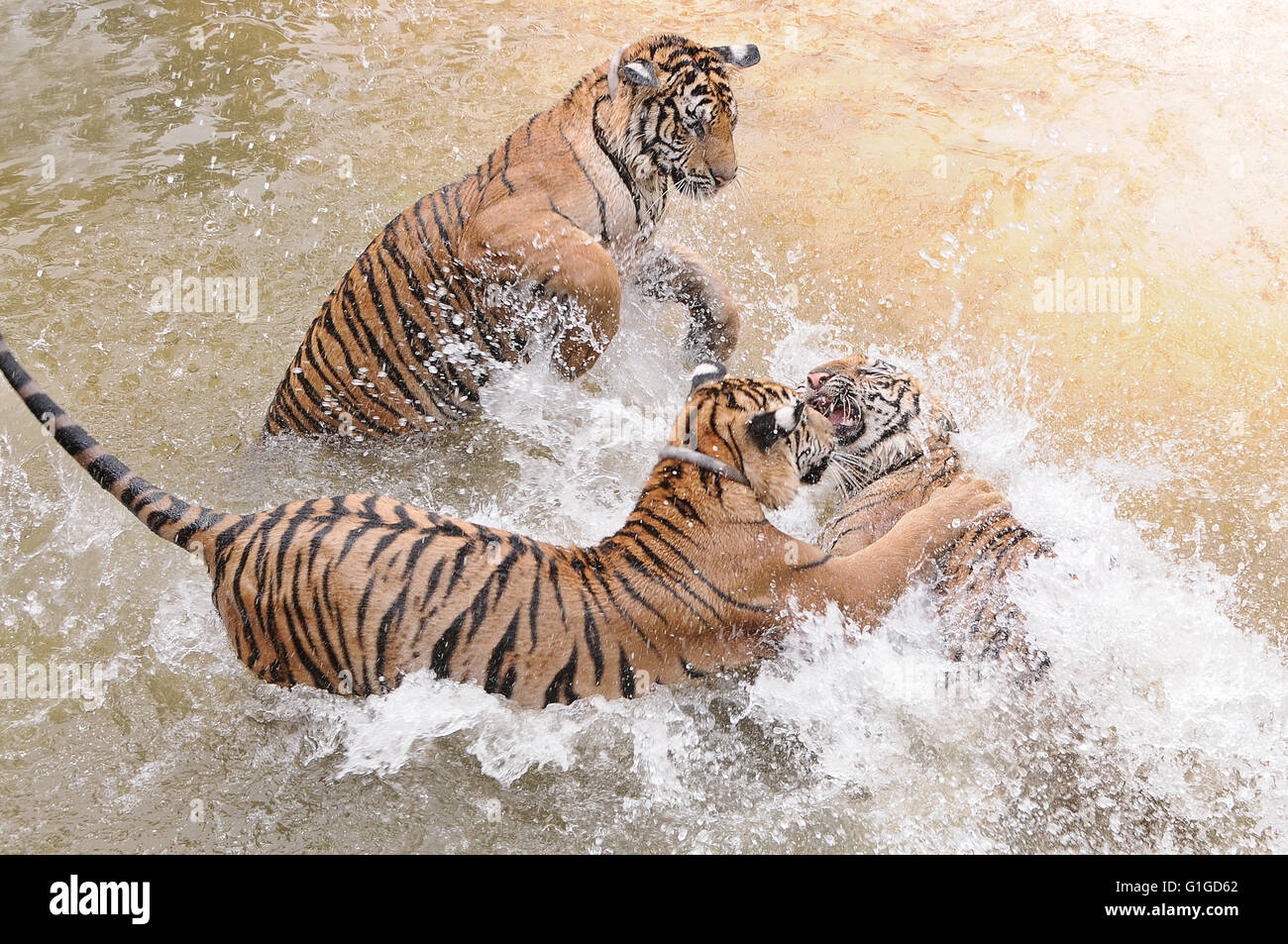 Tiger-Spaß im Pool, Wat Pa Luangta Maha Bua, Thailand Stockfoto