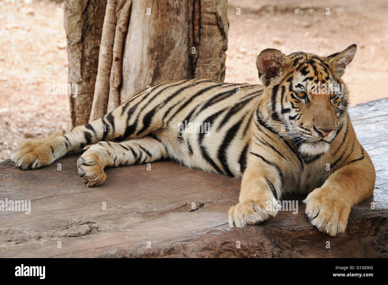 Junge Tiger am Wat Pa Luangta Maha Bua, Provinz Kanchanaburri, Thailand Stockfoto