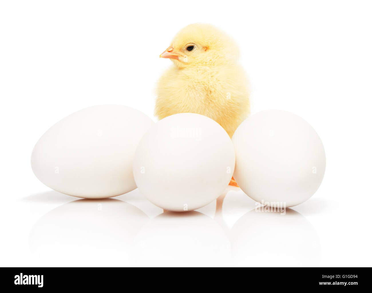 Kleine gelbe Huhn hinter der drei weiße Hühnereier, isoliert auf weißem Hintergrund Stockfoto