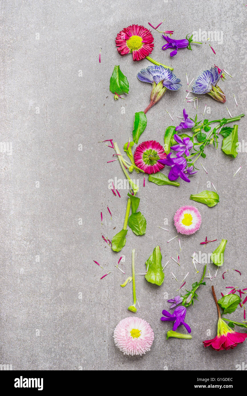 Garten Blumen Pflanzen auf grauem Stein Hintergrund, Draufsicht, Platz für Text. Gartenarbeit-Konzept Stockfoto