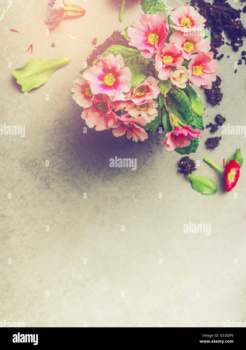 Primel mit Schmutz auf grauem Stein Hintergrund, Draufsicht, getönt Stockfoto